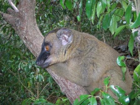 Maki (famille du l�murien)
