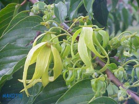 Ylang Ylang