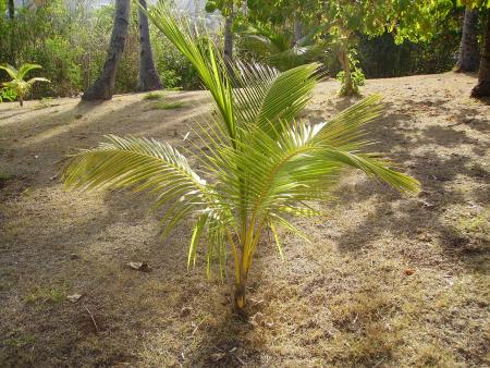 Un petit cocotier, que c'est mignon (lol)