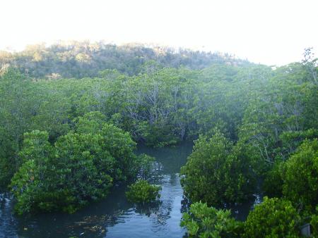 ... de mangrove,...