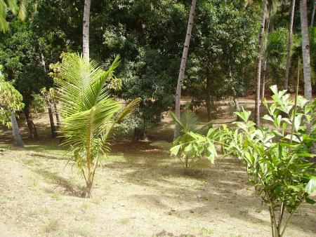 Parc public de Mahabou (MDZ) suite...