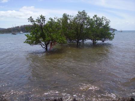 Les mangroves ont une fonction tr�s important, ils arr�tent la boue te salir notre beau lagon,... et oui.