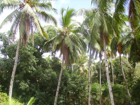 Parc public de Mahabou (MDZ) suite, suite...